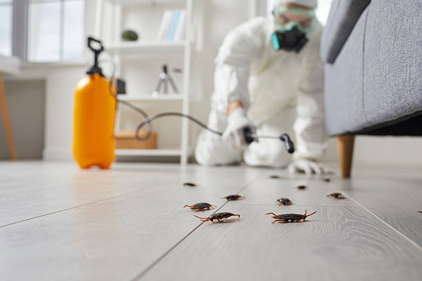 Affordable Termite Control solutions in Naples Manor, FL